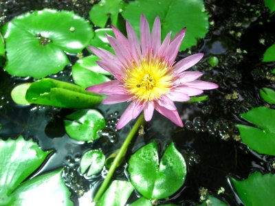 Water flower Vietnam