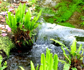 Water - Giardino di Ninfa, Italy - DSC03198