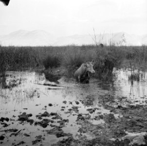 Water, modder, dieren, ossen, Bestanddeelnr 250-8540