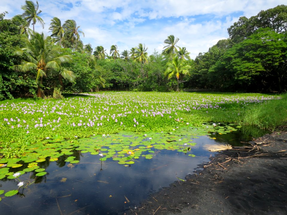 Water hyacinths at Punaluu Black Sand Beach (II)