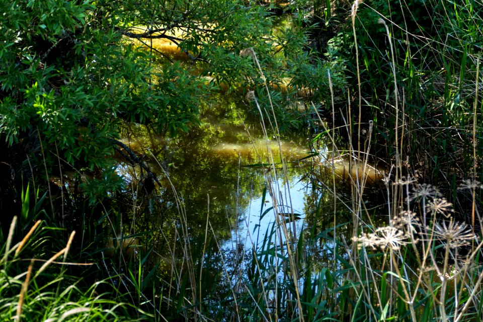 Water of Broälven Nature Reserve 1