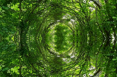 Nature cross tree green cross
