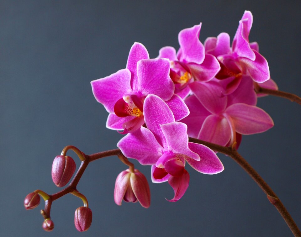 Bloom nature plant