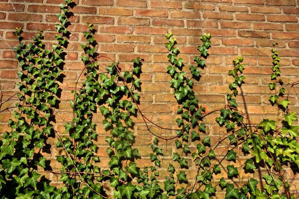Vine ivy grown ivy covered