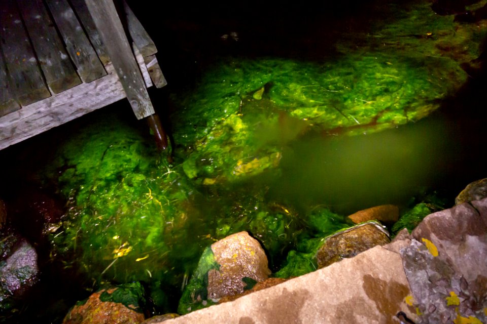 Water and algae in Norra Grundsund by the light of a flashlight