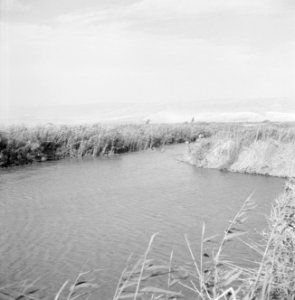Water, vermoedelijk behorend bij irrigatiewerk, met rietkragen, Bestanddeelnr 255-2929