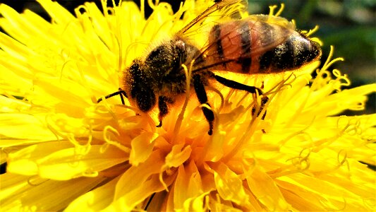 Honey pollination flower photo