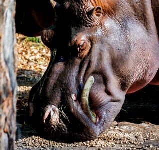 Hippopotamus mombasa kenya