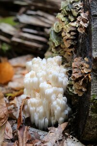Tree fungus food photo
