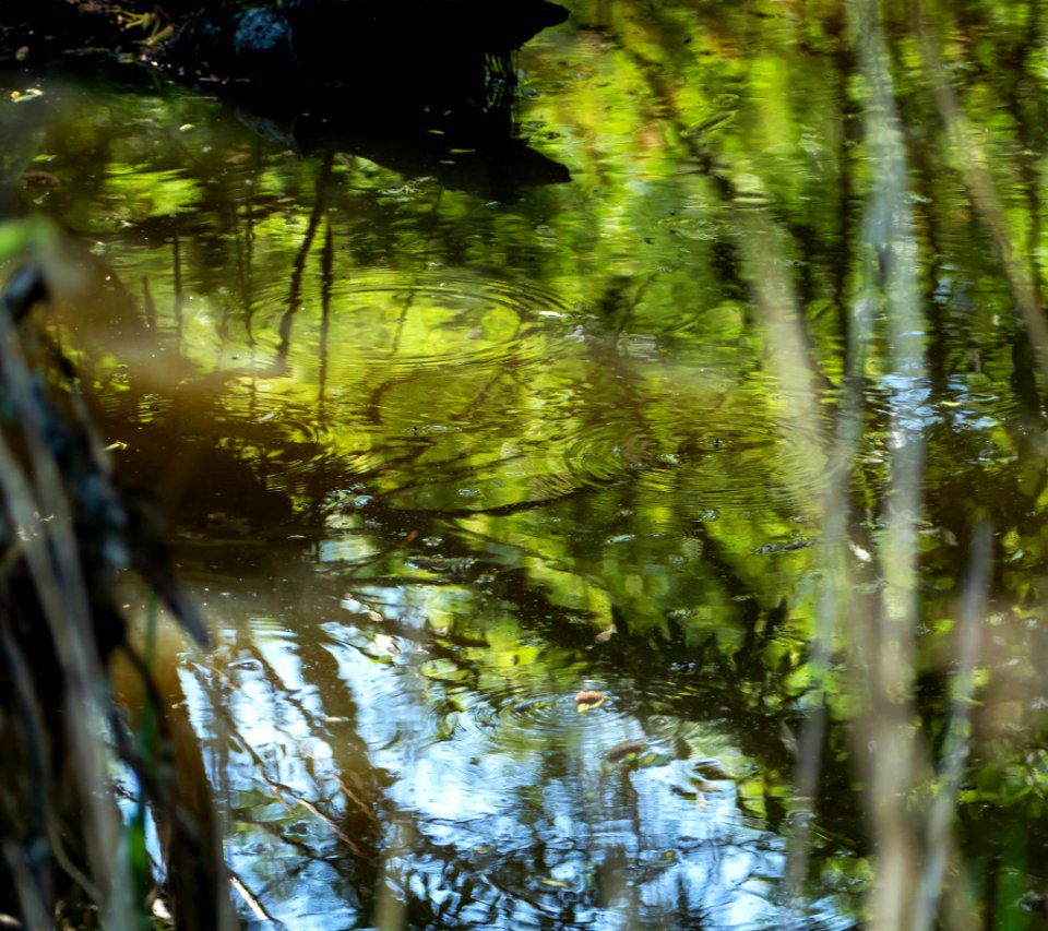 Water of Broälven Nature Reserve 2