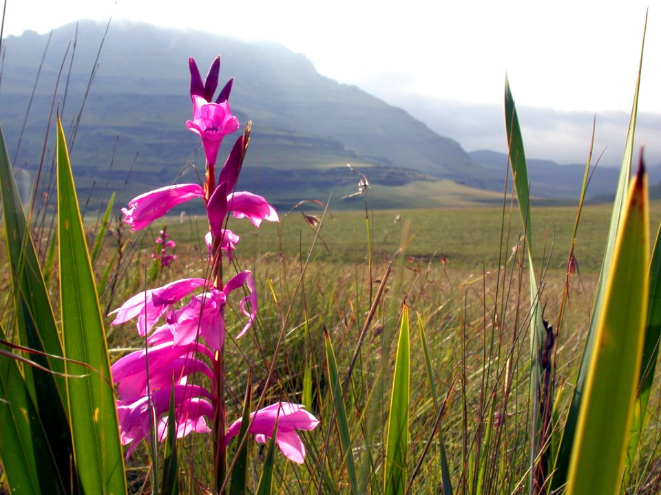 Watsonia