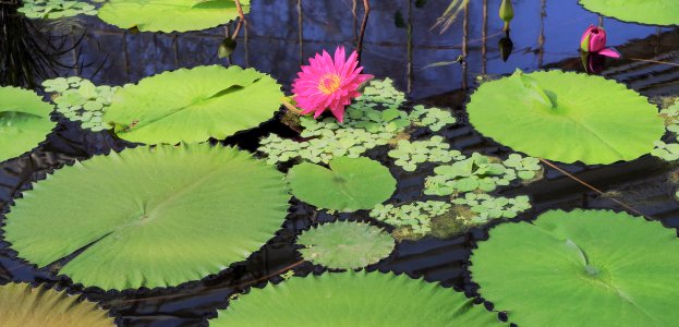 Water Lily - Kew Gardens photo