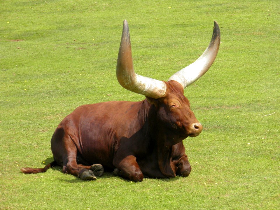 Watusi-Bos primigenius taurus-Thoiry