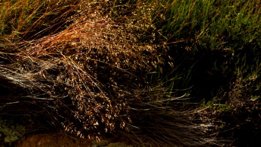Wavy hairgrass in Lahälla 3