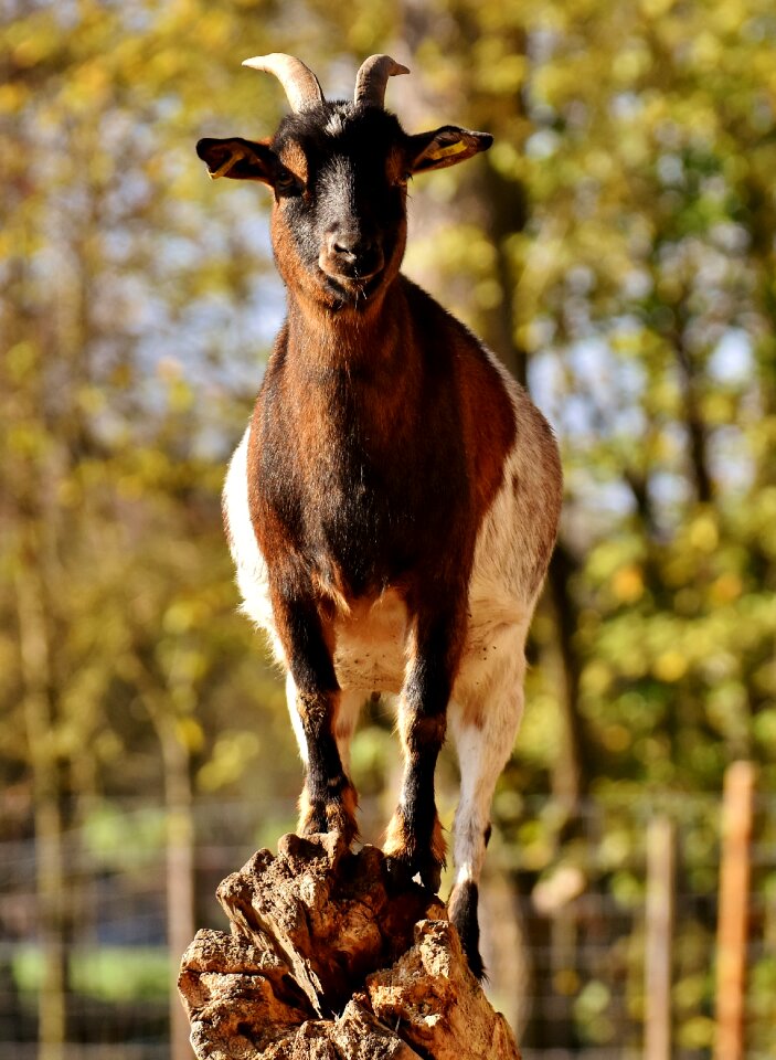 Ungulate horns livestock