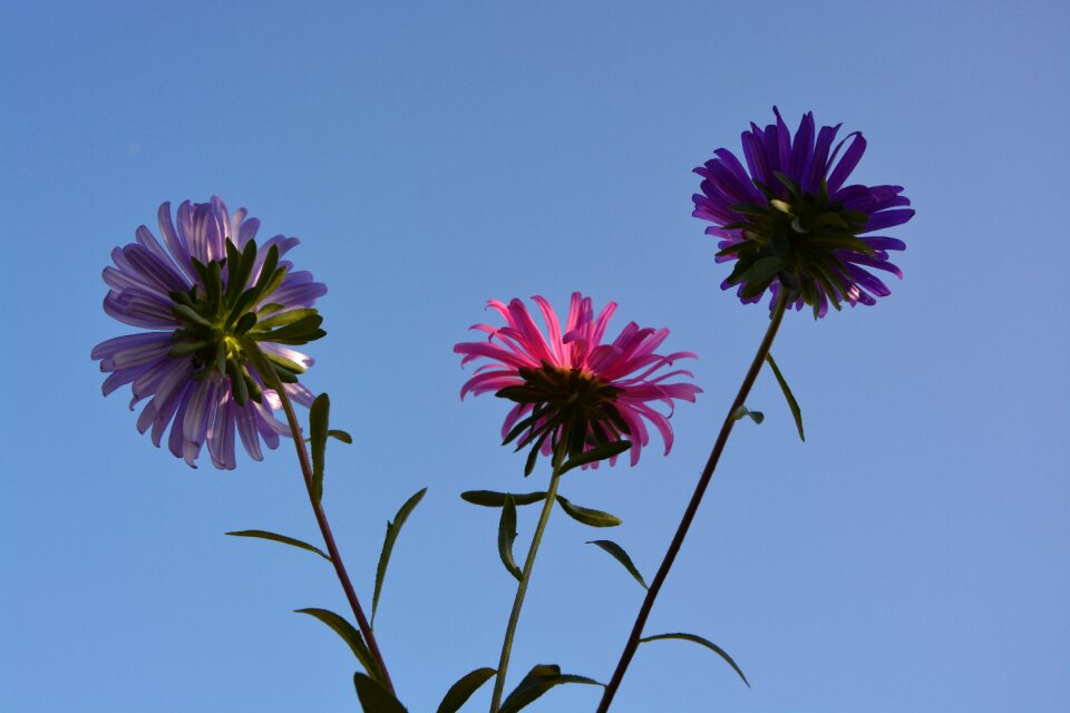 Sky nature bouquet