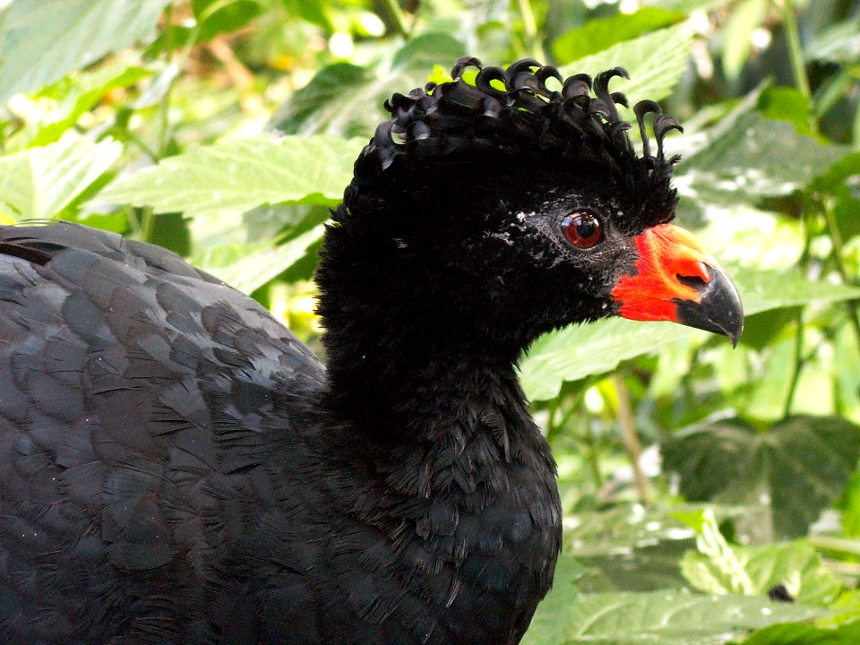 Wattled Currasow (Crax globulosa), National Aviary
