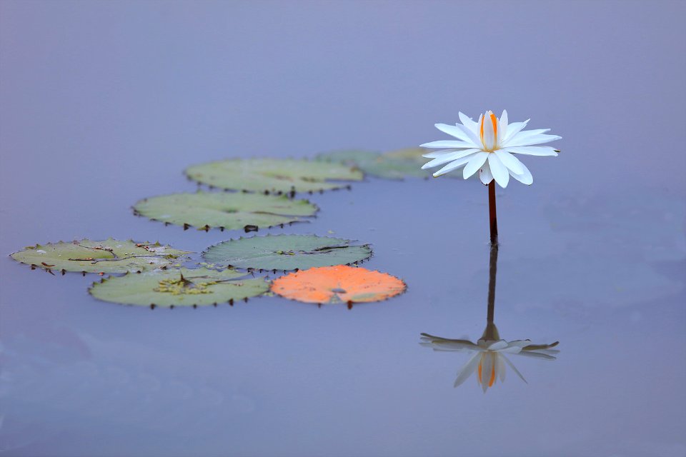 Water Lily (167025193)