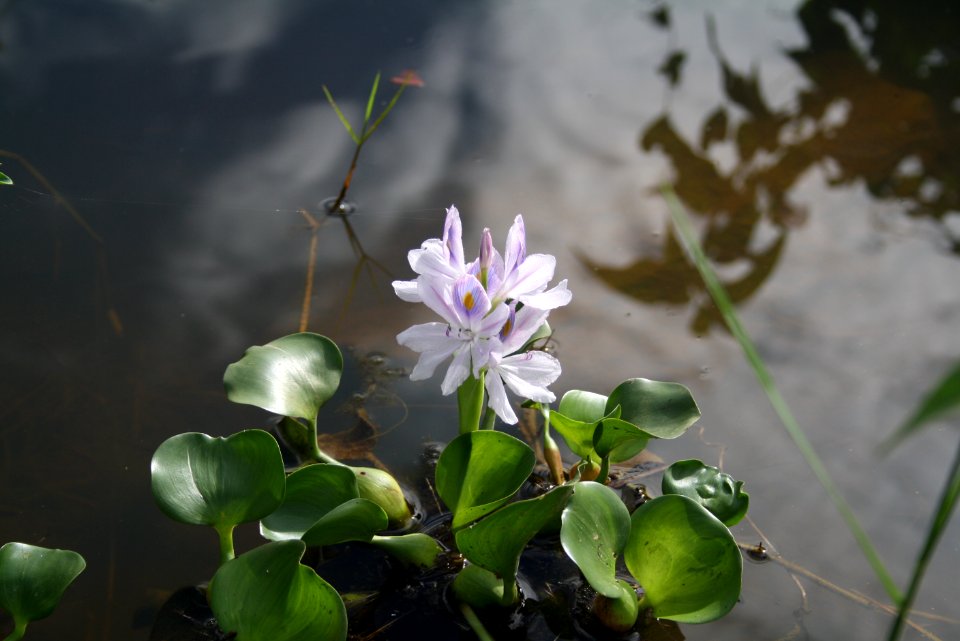 Water Lilly at a Pond at Anjumoorthy Mangalam