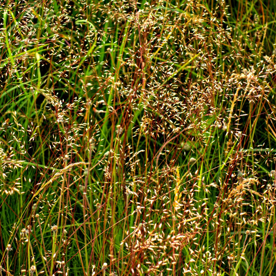 Wavy hairgrass in Övre Tuntorp 3
