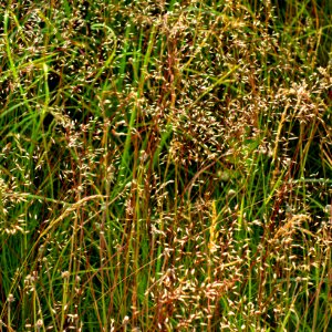 Wavy hairgrass in Övre Tuntorp 3