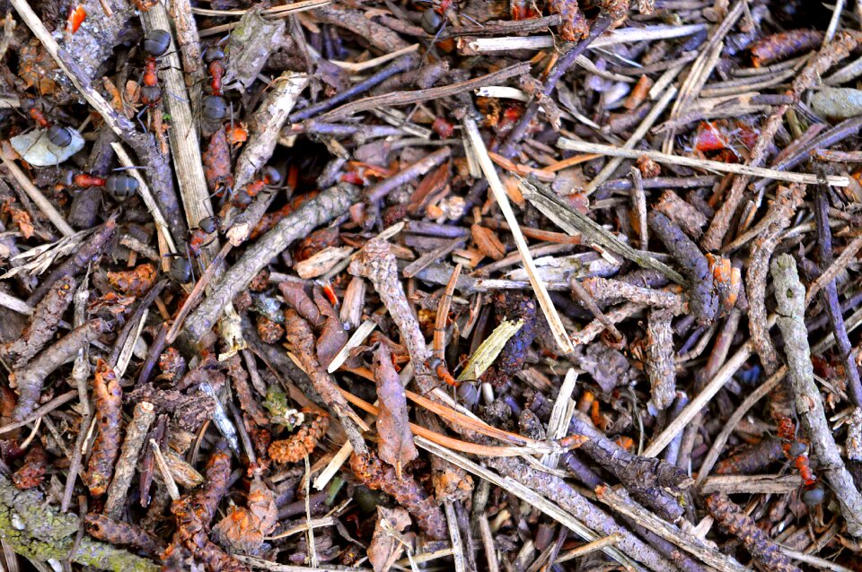 Macro red wood ant nature