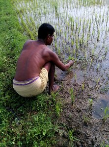 Rice agriculture countryside photo