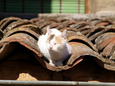 Cat about roof photo