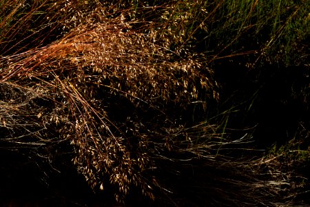 Wavy hairgrass in Lahälla 2