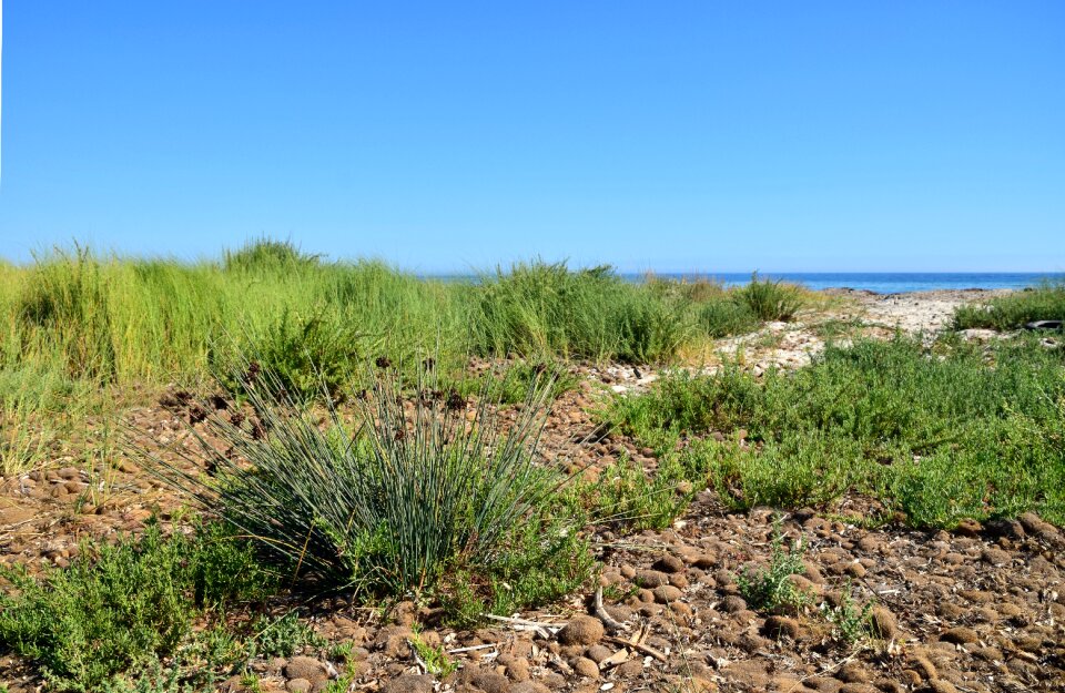 Mediterranean fouling beach