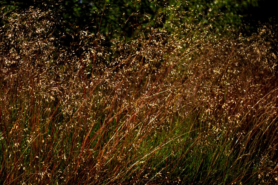 Wavy hairgrass in Lahälla 1