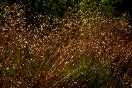 Wavy hairgrass in Lahälla 1