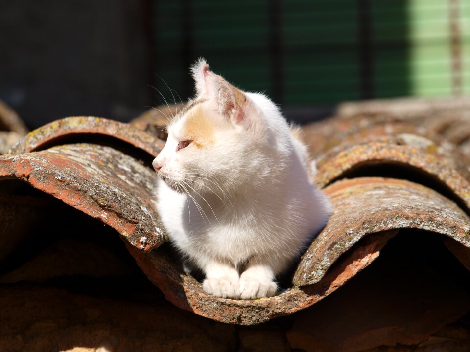 Cat about roof