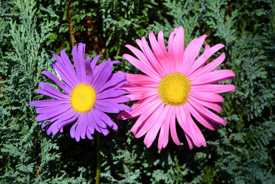 Garden petals parma