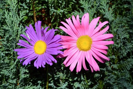 Garden petals parma