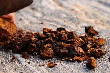 Stone food chaga