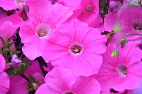 Garden summer flowers nature