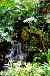 Waterfall - Krohn Conservatory - DSC03684