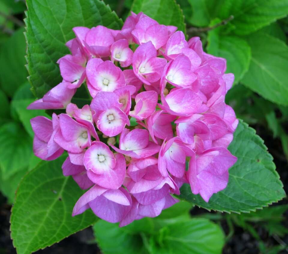 Purple violet pink