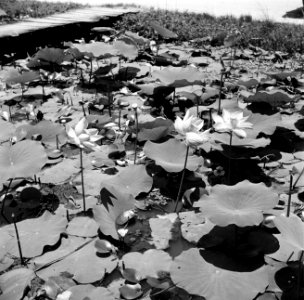Waterlelies in de Van Drimmelenpolder in Nickerie, Bestanddeelnr 252-5536