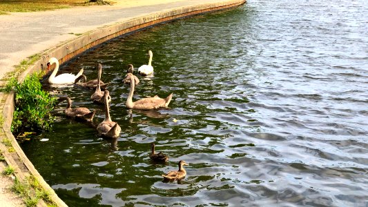 Waterfowl at Belmot Lake State Park