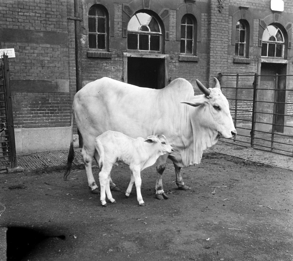 Waterbuffel met jong in Artis, Bestanddeelnr 904-7750