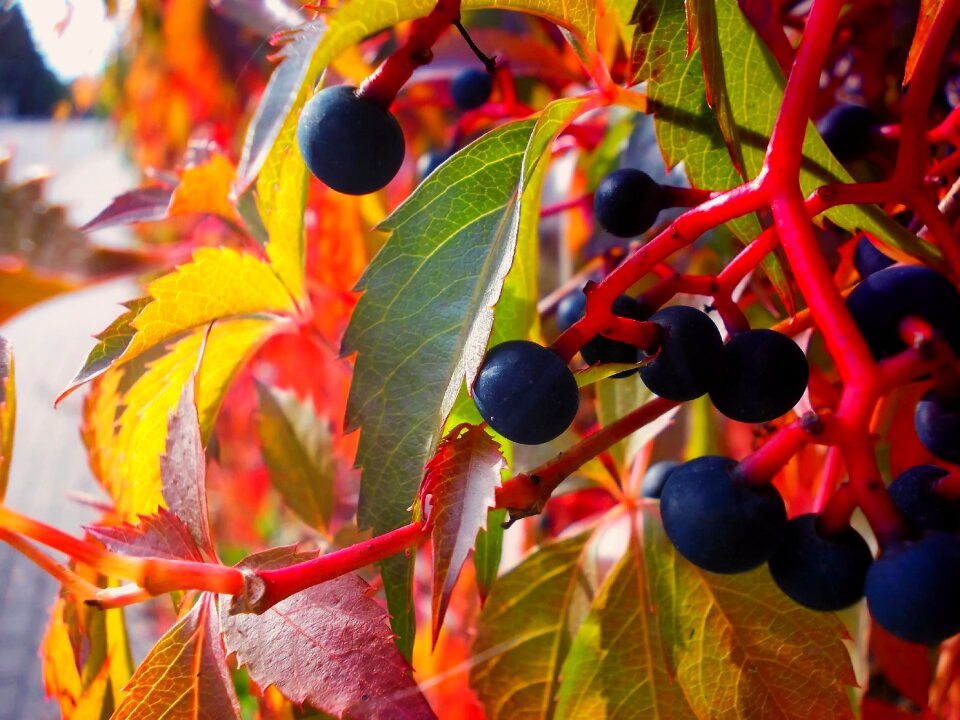 Fruit red autumn gold