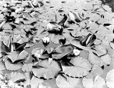 Waterlelies, Bestanddeelnr 252-1413 photo