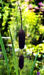 Marsh plant typha tube piston greenhouse