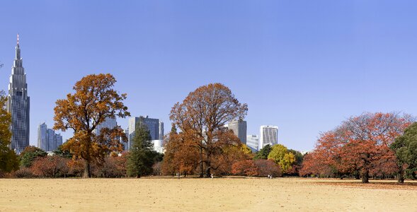 City autumn landscape