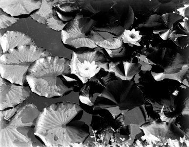 Waterlelies, Bestanddeelnr 252-1421 photo