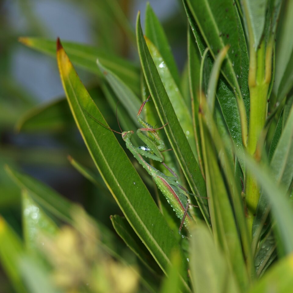 Religious in a plant mantis
