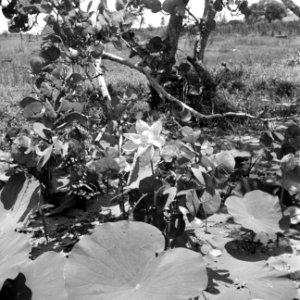 Waterlelies in de Van Drimmelenpolder in Nickerie, Bestanddeelnr 252-5538