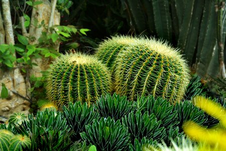 Nature plant flower